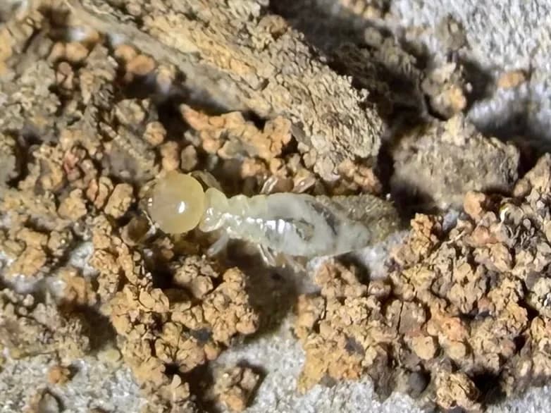 A live termite activity identified with mud tub growing in residential home